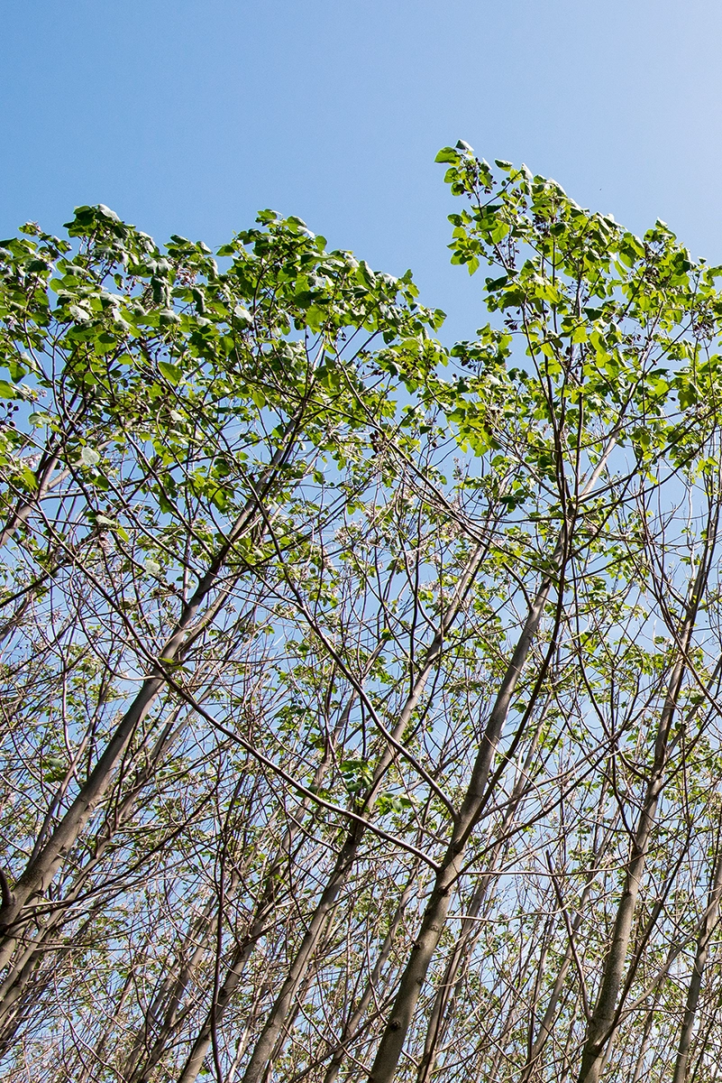 Paulownia-2
