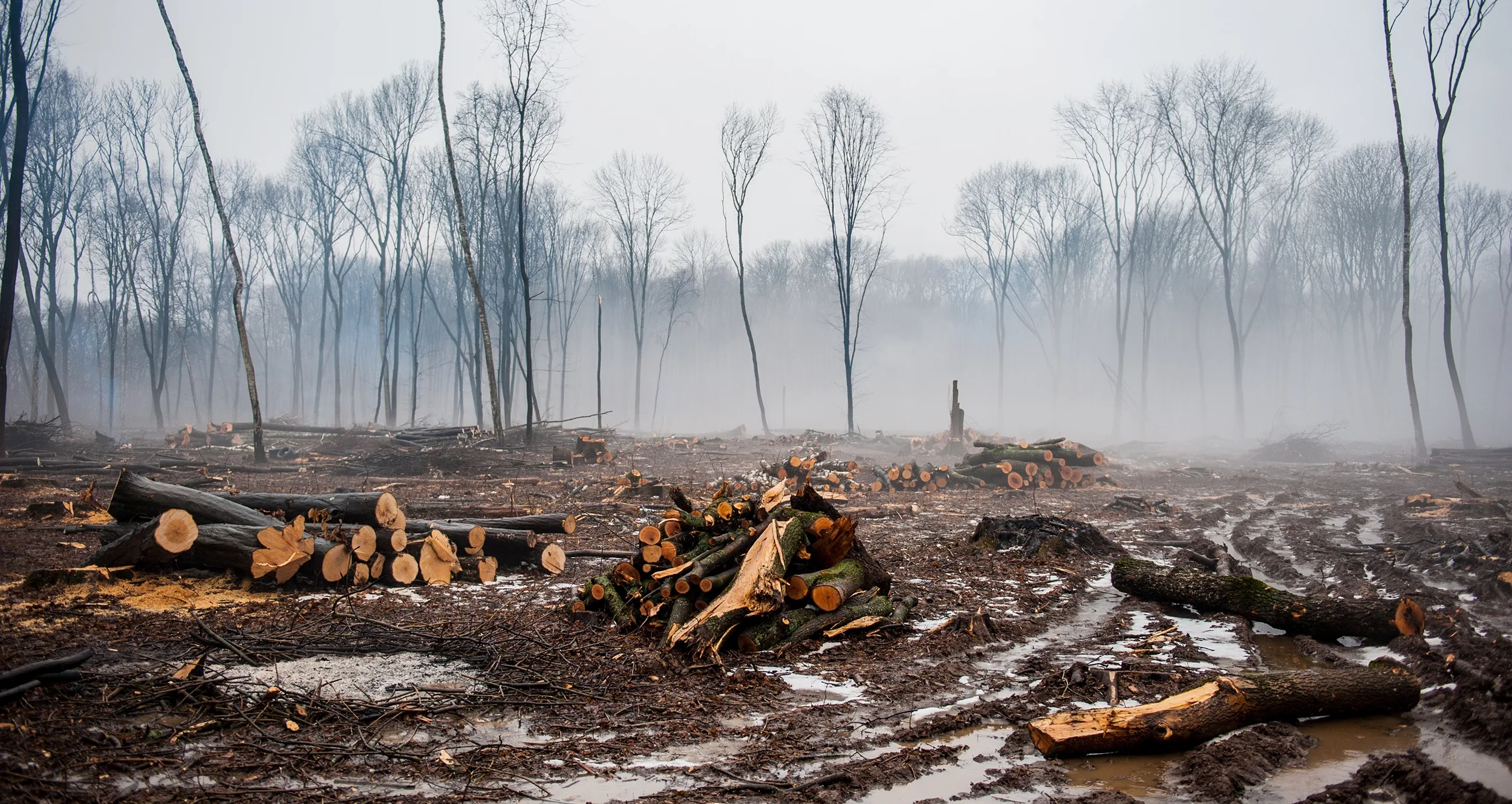 deforestation